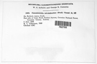 Cumminsiella mirabilissima image